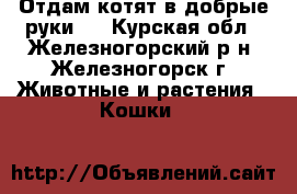  Отдам котят в добрые руки.  - Курская обл., Железногорский р-н, Железногорск г. Животные и растения » Кошки   